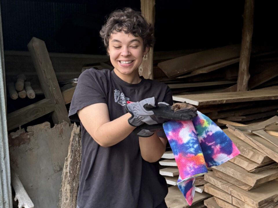 Zoe Freeman - Conservation Technician Intern and bat